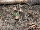 Mycena nivicola image