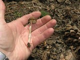 Mycena nivicola image