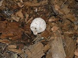 Lycoperdon subcretaceum image