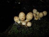 Coprinopsis variegata image