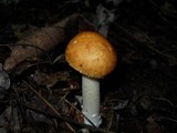 Stropharia hardii image