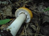 Stropharia hardii image