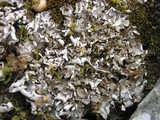 Peltigera rufescens image
