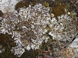 Peltigera rufescens image