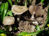 Clitocybe glacialis image