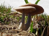 Clitocybe glacialis image