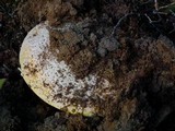Amanita aprica image
