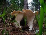 Hygrophorus subalpinus image