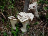Hygrophorus subalpinus image