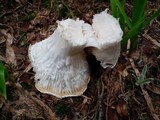 Hygrophorus subalpinus image