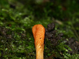 Cordyceps militaris image
