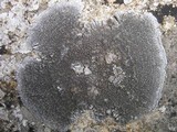 Lobothallia praeradiosa image