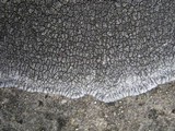 Lobothallia praeradiosa image