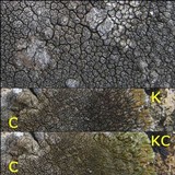 Lobothallia praeradiosa image