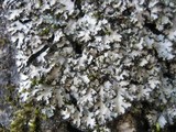 Phaeophyscia hispidula image