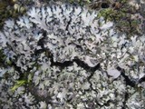 Phaeophyscia hispidula image