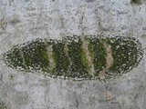 Arthonia atra image