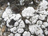 Acarospora nodulosa image