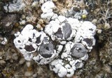 Acarospora nodulosa image