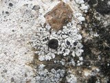 Acarospora nodulosa image