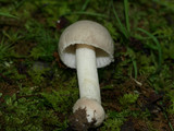 Amanita farinosa image
