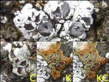 Acarospora nodulosa image