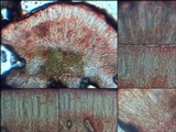 Acarospora nodulosa image