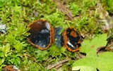 Plectania melastoma image
