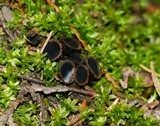 Plectania melastoma image