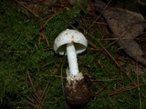 Amanita pseudovolvata image