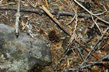 Plectania melastoma image