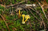Hygrocybe caespitosa image
