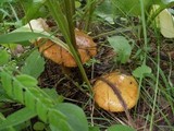 Suillus luteus image