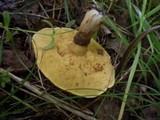 Suillus luteus image