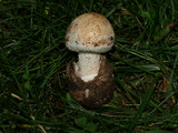 Amanita pseudovolvata image