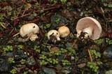 Agaricus arvensis image