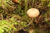 Mycena magna image