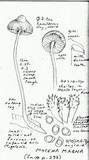 Mycena magna image