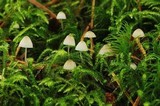 Mycena pusilla image