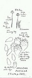 Mycena pusilla image