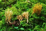 Ramaria curta image