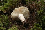 Russula fragrantissima image