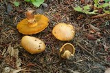Suillus caerulescens image