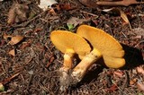 Suillus caerulescens image