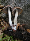 Psathyrella longipes image