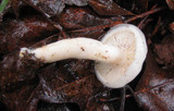 Hygrophorus eburneus image