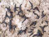 Arthonia calcarea image