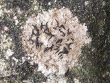 Arthonia calcarea image
