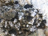 Toninia aromatica image