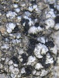 Toninia aromatica image